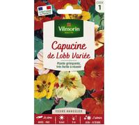 Vilmorin – Sachet de graines Capucine de Lobb variée, multicolore
