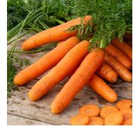 Vilmorin Graines Carotte Berlikumer 2 – Longues racines, excellente conservation, semis facile – BIO