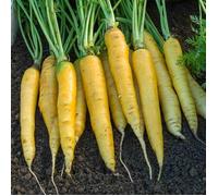 Vilmorin - Sachet graines Carotte Jaune Obtuse du Doubs