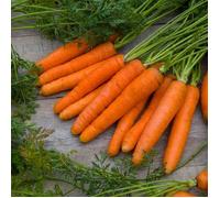 Vilmorin - Carotte Nantaise améliorée 3
