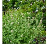 Vilmorin – Cataire – Menthe des chats – Graines à semer – Grand modèle