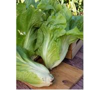 Vilmorin - Graines de chicorée à feuilles améliorée Pain de Sucre