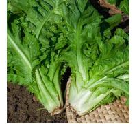 Graines - Vilmorin - Chicorée Scarole Cornet d'Anjou