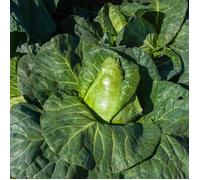 Chou cabus cœur de bœuf moyen de la halle - VILMORIN - Graine - Vert - Plante potagère
