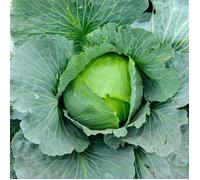 Chou Cabus Quintal d'Alsace