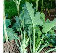 Graines - Vilmorin - Chou Fourrager Protéor (Obtention I.N.R.A.)