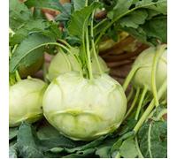 Sachet graines Chou Blanc Hatif de Vienne ( Di Vienna Bianco )