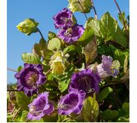 Vilmorin 5233242 Cobée grimpante Violet 9 x 0.5 x 16 cm