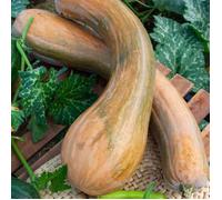 Courge de Nice à fruit long - VILMORIN - Variété traditionnelle très productive