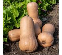 Vilmorin - Sachet graines Courge Musquée Waltham Butternut BIO - Cucurbita pepo