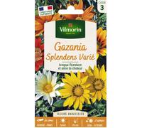 Graines - Vilmorin - Gazania Splendens Varié