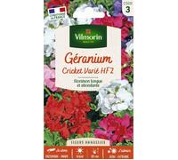 Vilmorin Graines à semer Géranium Cricket varié