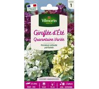 Graines - Vilmorin - Giroflée d'Eté Quarantaine Variée