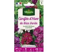 Graines - Vilmorin - Giroflée d'Hiver de Nice Variée