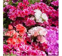 Graines - Vilmorin - Godétia Fleurs d'Azalée Varié