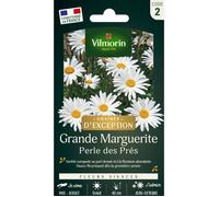 Grande Marguerite Perle des Prés - Graines d'Exception