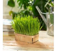 Herbe à Chat (Orge) - BIO - Grand Modèle