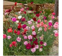 Graines - Vilmorin - Œillet Chabaud Géant Varié