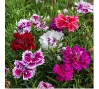 VILMORIN-Graines d’Œillet de Chine double varié Vilmorin - graines à semer