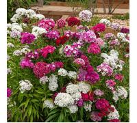 Graines - Vilmorin - Œillet de Poète Double Pationata Varié