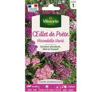 Œillet de Poète Hirondelle Varié