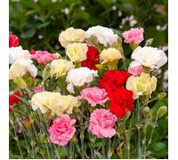 VILMORIN Oeillet des fleuristes Triomphe varié