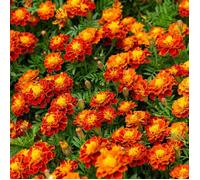 Vilmorin Œillet 5441142 Rouge 9 x 0,5 x 16 cm