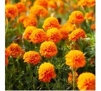 Graines - Vilmorin - Œillet d'Inde Globe Orange