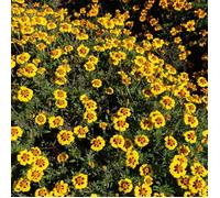 Graines - Vilmorin - Œillet d'Inde Légion d'Honneur