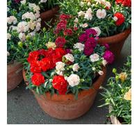 Vilmorin Graines à semer Œillet Mignardise simple varié