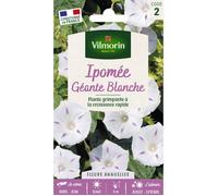 Graines - Vilmorin - Ipomée Géante Blanche