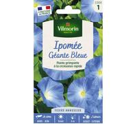 Vilmorin – Graines – Ipomée grande fleur bleue