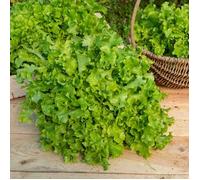 Vilmorin 3609742 Pack de Graines Laitue à Couper Salade Bol Vert