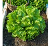 VILMORIN Laitue Batavia Blonde de Paris