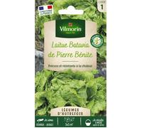 Laitue Batavia de Pierre Bénite - Légumes d'Autrefois
