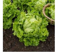 Graines - Vilmorin - Laitue Batavia Dorée de Printemps
