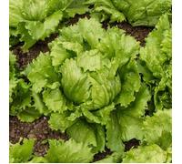 Laitue Iceberg Eduardo - BIO