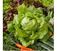 Graines - Vilmorin - Laitue Pommée du Bon Jardinier