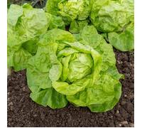 Graines - Vilmorin - Laitue Pommée Grosse Blonde Paresseuse
