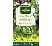 Graines - Vilmorin - Laitue Pommée Kinemontepas + échantillon Sagess