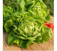 Graines - Vilmorin - Laitue Pommée Reine de Mai de Pleine Terre