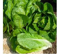 Graines - Vilmorin - Laitue Romaine Blonde Maraîchère