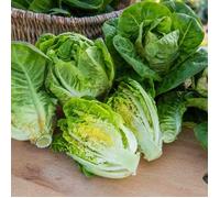 Graines - Vilmorin - Laitue Sucrette (type Sucrine)