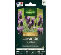 Vilmorin Lavande Papillon