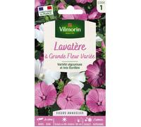 Graines - Vilmorin - Lavatère à Grande Fleur Variée