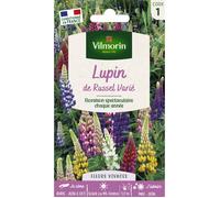 Vilmorin Graines de Lupin de Russel varié Multicolore en sachet