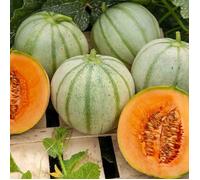 VILMORIN Melon Charentais