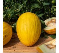 Graines - Vilmorin - Melon Jaune Canari 3 - Cuisine du Monde