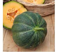 Melon Petit Gris de Rennes - Légumes d'Autrefois
