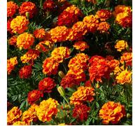 Graines - Vilmorin - Oeillet d'inde double nain mix